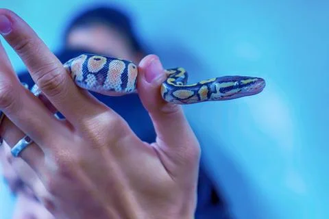 Closeup of a small royal python in a hand, Python regius - popular pet in Thaila 写真素材
