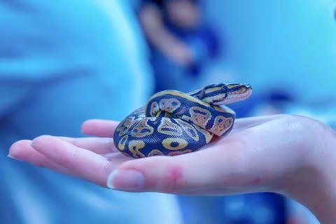 Closeup of a small royal python in a hand, Python regius - popular pet in Thaila Stock-Fotos