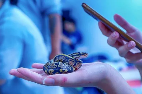 Closeup of a small royal python, Python regius - popular pet in Thailand Stock Photos