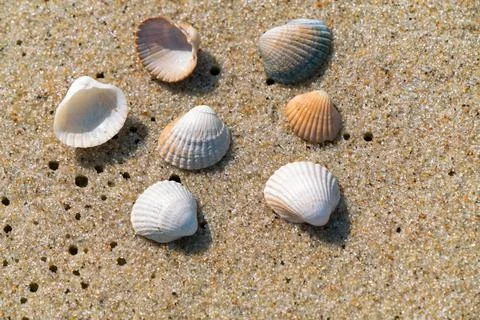 Closeup of small sea shells lying on a wet beach sand made even by ocean tide Stock Photos