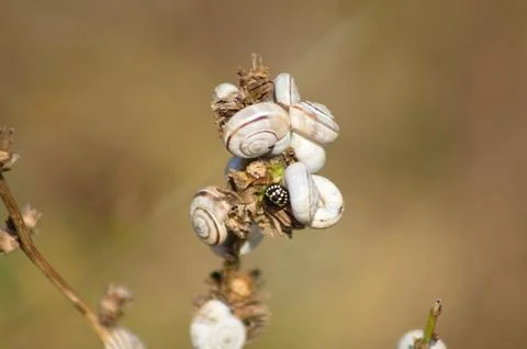 Closeup of small snails on a common chicory branch with blurred background Stock Photos