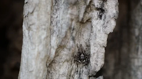 Closeup of a small spider on old dry wood Stock Footage 127999535