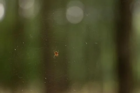 Closeup of a small spider on a web with blurred background Stock-Fotos