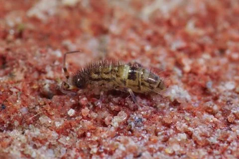 Closeup on a small springtail, Orchesella cincta, sitting on a red brick stone 写真素材