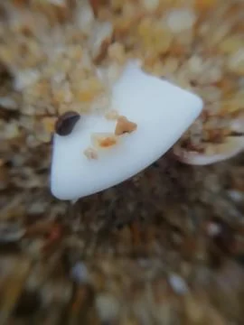 Closeup of a small stone with blur background Foto stock