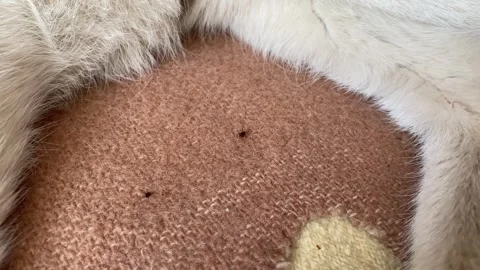 Closeup of small tick on white fur, danger grows with warm season, danger r.. 스톡 동영상 320738738