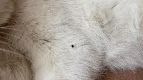 Closeup of a small tick on white fur, detailed view of parasite danger incr.. Vídeos de archivo 320738767