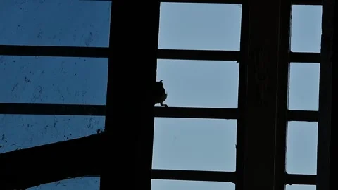 A closeup of a small, tiny bird peeping through the home window at dusk Video stock 255013923