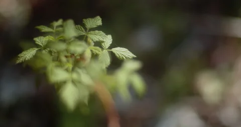 Closeup of a small tree Stock Footage 195035352