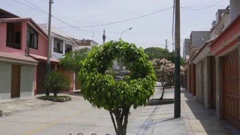 Closeup of a small tree grown outside a house with a peculiar cut Stock Footage 150302773