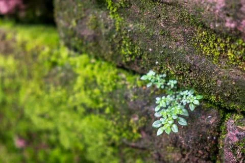 Closeup of small tree with moss on old brick wall. Stock Photos