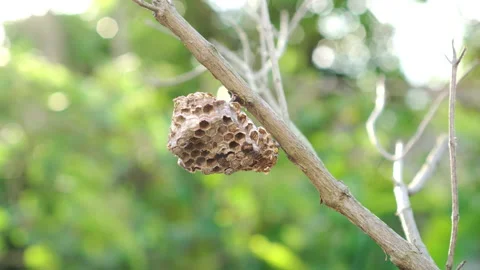 Closeup of small wasp's nest with light bokeh in forest background Stock Footage 171946401