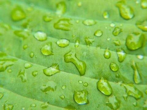 Closeup of small water drops on leaf Stock Photos