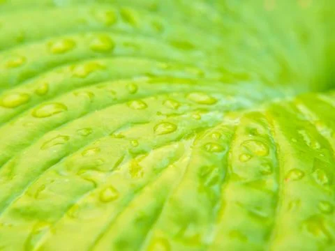 Closeup of small water drops on leaf Stock Photos