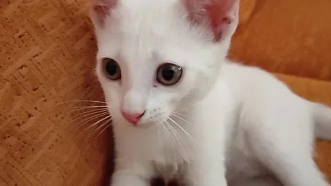Closeup of small white adopted kitten on sofa licks his lips and looks puzzled Video stock 220147783
