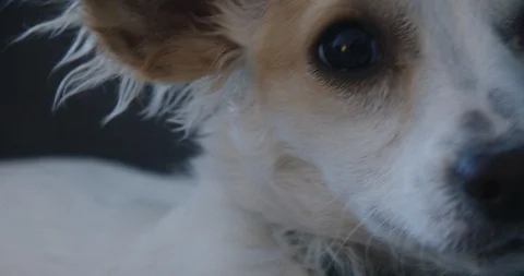 Closeup of small white dog looking at owner in home Video stock 121060672
