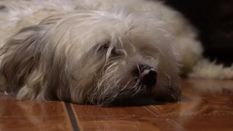 Closeup of a small white Maltese bichon puppy with black and pink nose lying on 스톡 동영상 160521819