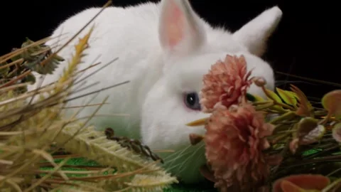 Closeup of small white rabbit nibbling on dried plants and blossoms 스톡 동영상 330476498