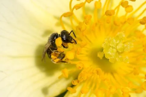 Closeup of small wild bee (prob. Heriades truncorum) at wild-like rose flower Stock Photos