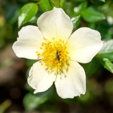 Closeup of small wild bee (prob. Heriades truncorum) at wild-like rose flower Stock Photos