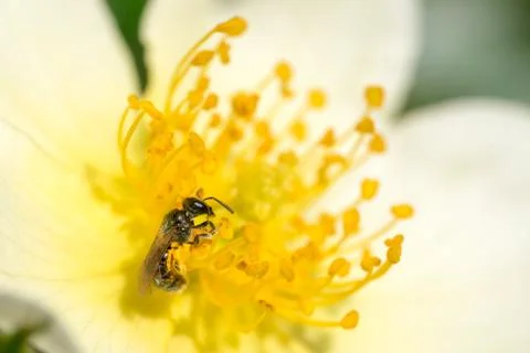 Closeup of small wild bee (prob. Heriades truncorum) at wild-like rose flower Stock Photos