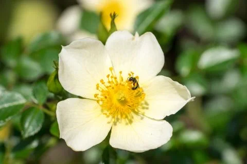 Closeup of small wild bee (prob. Heriades truncorum) at wild-like rose flower Stock Photos