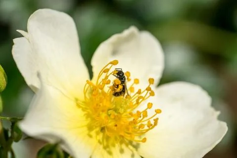 Closeup of small wild bee (prob. Heriades truncorum) at wild-like rose flower Stock Photos