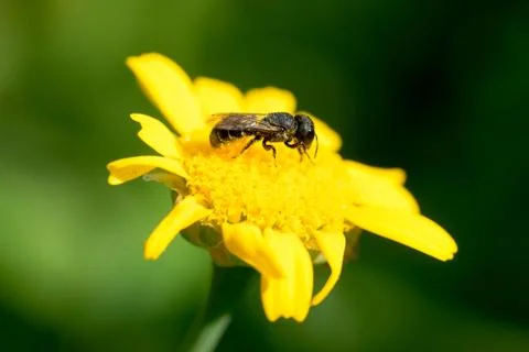Closeup of small wild bee (prob. Heriades truncorum) on corn marigold flower  Stock Photos