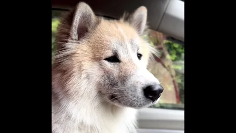 Closeup Smart dog face with interested feeling,looking something outside car. Video stock 288823546