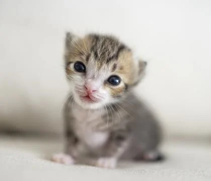 Closeup of  smiling Tiny cute baby kitten Stock Photos