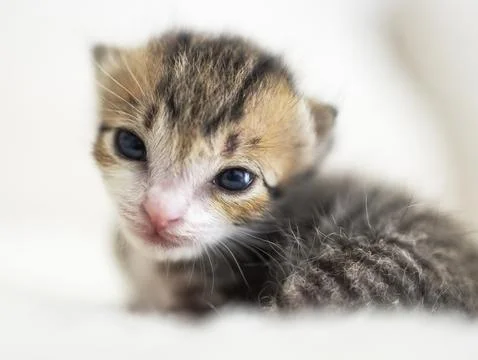 Closeup of  smiling Tiny cute baby kitten Stock Photos