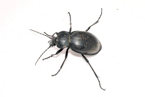 Closeup of a smooth ground beetle, Carabus glabratus. Stock Photos