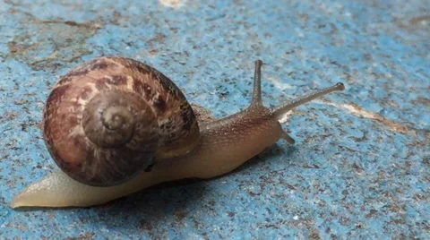 Closeup of a snail crawling and moving across cement Stock Footage 58335872