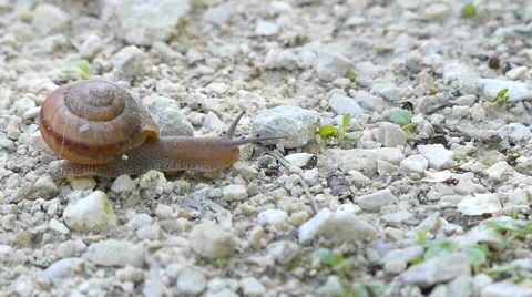 Closeup of a snail crawling on the rocky path in search of water Stock Footage 63894983