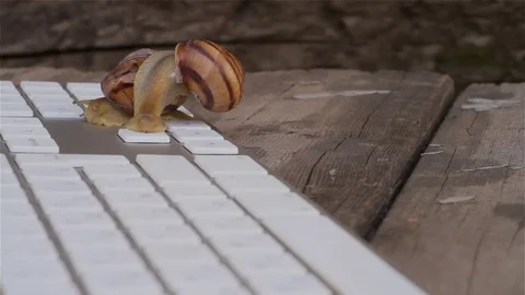 Closeup of a Snail crawling slowly on the computer keyboard. Allegory and Stock Footage 75073871