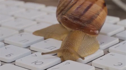 Closeup of a Snail crawling slowly on the computer keyboard. Allegory and Stock Footage 75074967