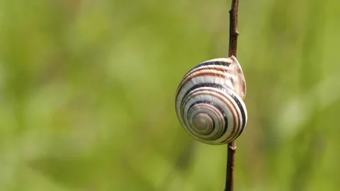 Closeup of snail Stock Footage 136302936