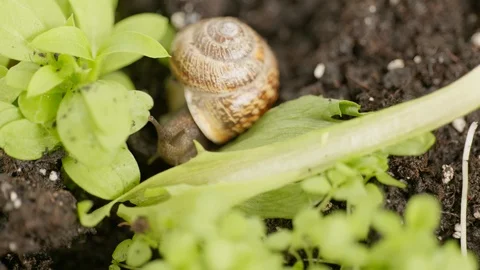 Closeup of snail on a green leaf Stock Footage 129885639