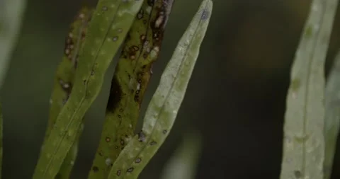 Closeup Of Snail On Green Leaf Video stock 150671896