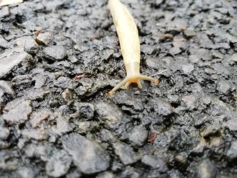 Closeup of a snail moving over the surface Stock Photos