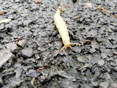 Closeup of a snail moving over the surface Stock Photos