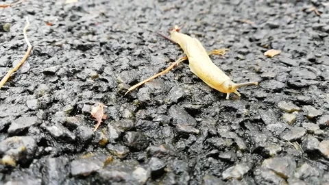 Closeup of a snail moving through the road Stock Footage 140966765