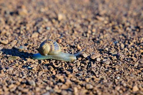 Closeup of snail navigating slowly over dry ground Stock Photos