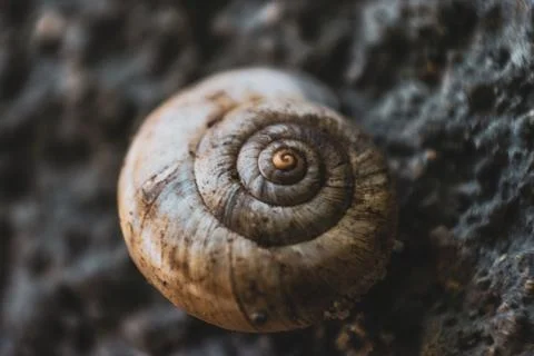 Closeup of a snail on a rocky surface Stock Photos