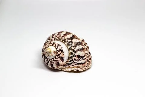 Closeup of a snail seashell, placed on a white surface Stock Photos
