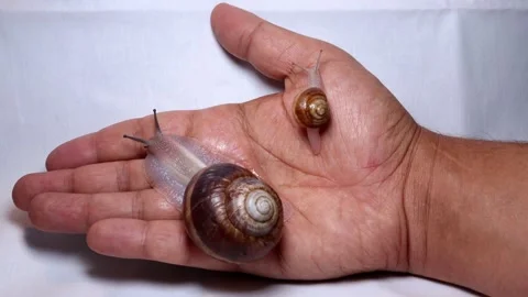 Closeup snail shell  Cosmetic Procedure by a snail. wound healing by a slug Stock Footage 141339811