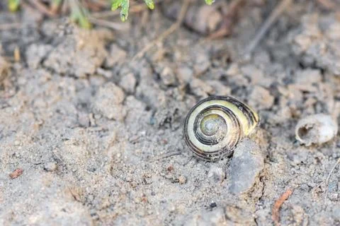 Closeup of snail shell in a soil Stock Photos