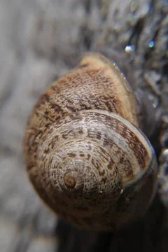 Closeup of a snail shell on the tree Stock Photos