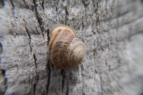 Closeup of a snail shell on the tree Stock Photos