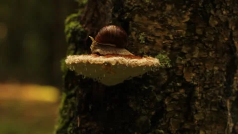 Closeup snail slowly moving on the tree mushroom in the forest 스톡 동영상 213998444